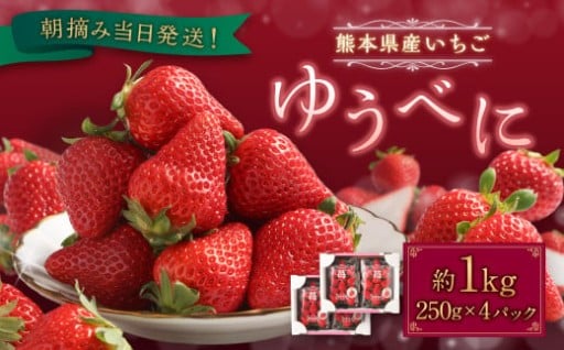 朝摘み当日発送！熊本県産いちご(ゆうべに) 約1000g (250g×4パック）