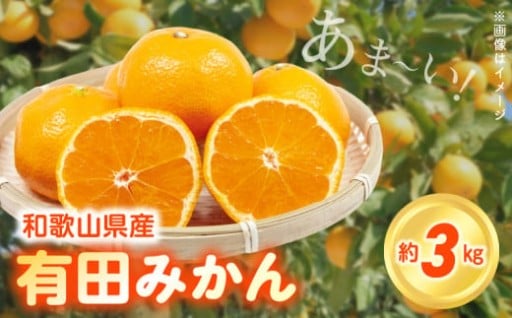 【2025年先行予約】こだわりの和歌山県産 有田みかん 3kg 