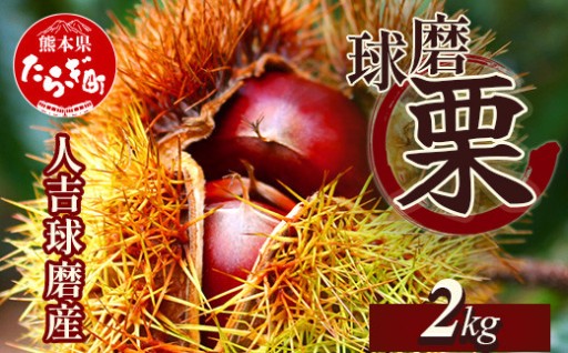 JA球磨栗2kg🌰【2025年9月下旬から順次発送】