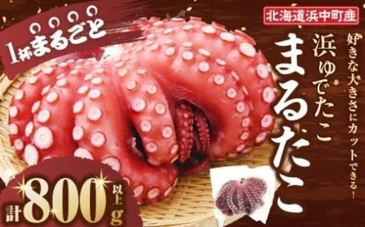 浜中町の極太「まるたこ」到来!!🐙✨