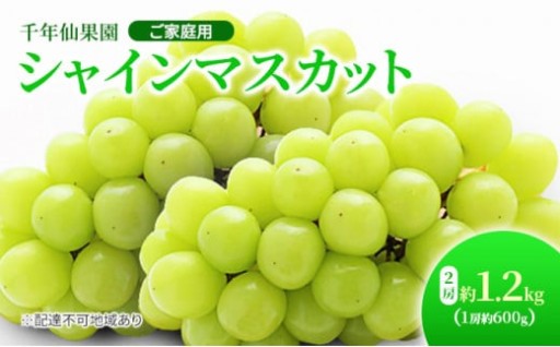 岡山県産 シャインマスカット 2房 約1.2kg（1房約600g）