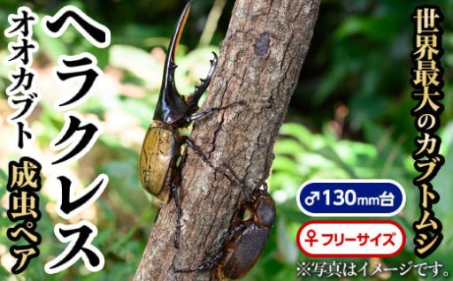 ヘラクレスオオカブト 成虫ペア