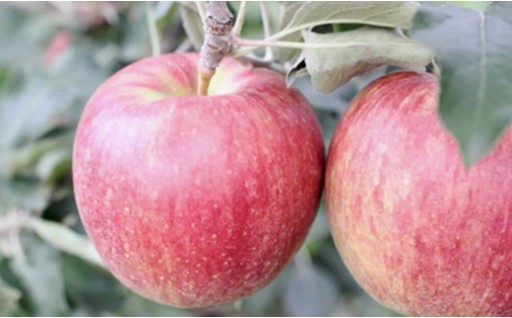 申込締切間近！！南信州産　つがる約5kg