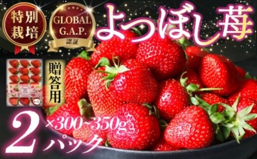 いちご  約 300~350g × 2パック