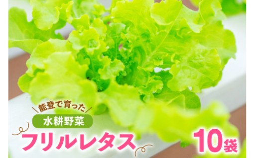 能登で育った水耕野菜の「フリルレタス」
