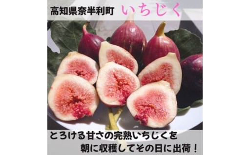 今が旬のいちじく！