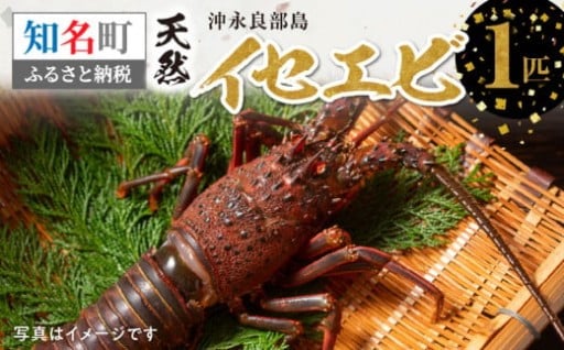 【📣祝・漁解禁！】”天然イセエビ 1匹”をご紹介🦞