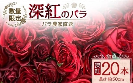 【先行予約】【数量限定・ギフト】ばら農家直送！深紅のばら20本お届け
