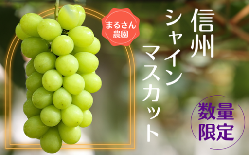 🍇【数量限定】まるさん農園のシャインマスカット 約1kg✨