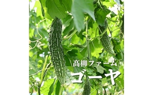 【季節限定お野菜まだまだ美味しくいただけます！！】北海道でゴーヤ！？　新鮮なゴーヤは苦味が少ない！