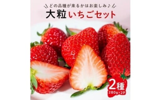 大粒いちごセット 280g×2パック 