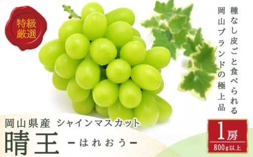 シャインマスカット 晴王 1房 （800g以上） 化粧箱入り 【2025年8月下旬～11月上旬発送予定】