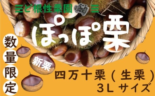 🍂 焼き栗で人気のお店から生栗をお届け🌰✨