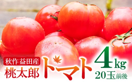 新鮮❗美味しい❗益田のトマト❗朝採れトマト4㎏(20玉前後)🍅✨