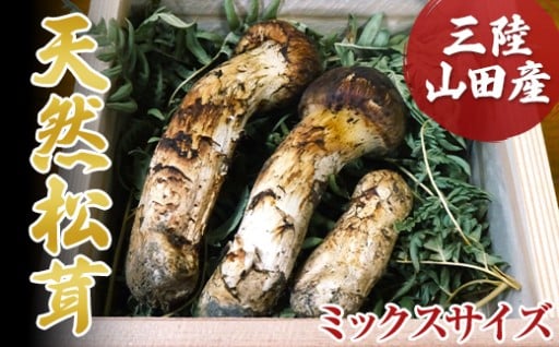 【2025年先行予約受付中】三陸山田産松茸ミックスサイズ （9月中旬～10月下旬発送予定）
