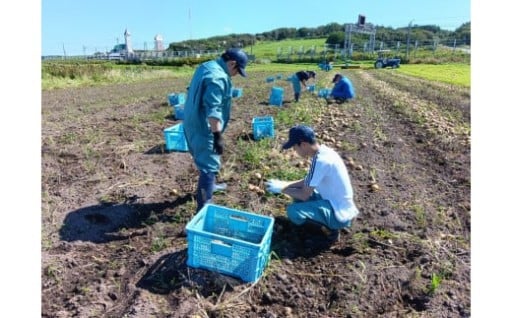 <<選べる容量>>玉ねぎ 5~10kg(M〜 2L玉混合)【遠別農業高校】授業収穫品 玉ねぎ 野菜 旬