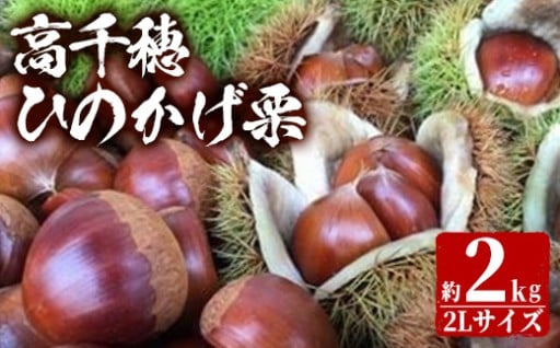 ＜数量限定・期間限定＞ ひのかげ栗(2kg)