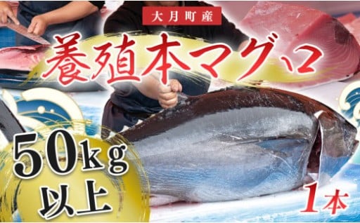 大月町自慢の養殖本マグロを「まるごと」1本😲😲