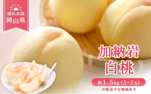 岡山県産 加納岩 白桃 約1.5kg（5～7玉） 《2026年6月下旬-7月上旬頃出荷》
