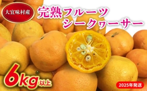【2025年発送】完熟フルーツシークヮーサー　6kg