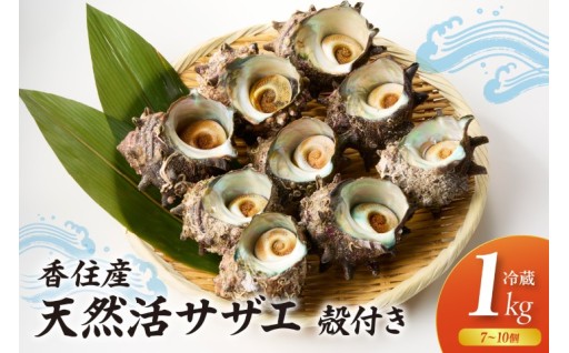 兵庫県香住産 天然 活 サザエ 1kg（7～10個）