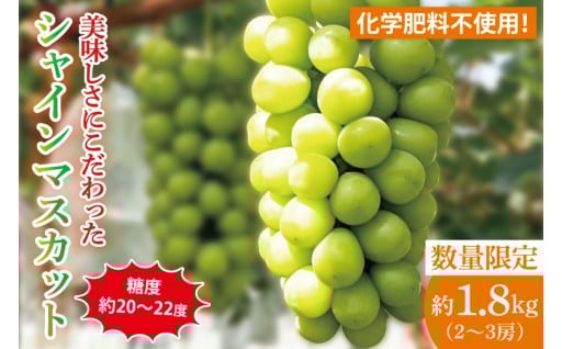 糖度約20～22度！美味しさにこだわったシャインマスカット（約1800g）2～3房 化学肥料不使用 農家直送