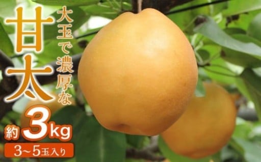 【先行予約】梨「甘太」約3kg（3～5玉入）