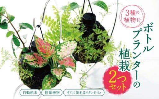 ★ 期間限定 ★【 球体 ボトルプランター 】＼ 2つセット ！／ ≪ 3種の観葉植物 ≫ 