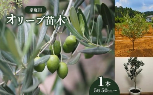 君津産 ご家庭用 オリーブ 苗木 1本（5号 50cm〜） 平和 と 勝利 の 象徴