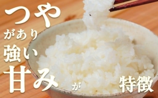 令和7年 新米 南足柄産の「はるみ(精米)」 5kg×2袋 計10kg＜2025年10月末より順次出荷予定＞