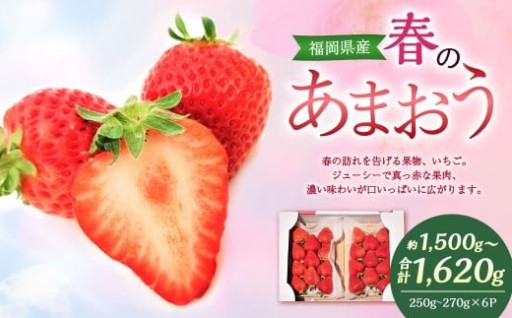 春のあまおう （2L・2A・G規格以上 6パック） 合計約1.5～1.62kg 【数量限定】