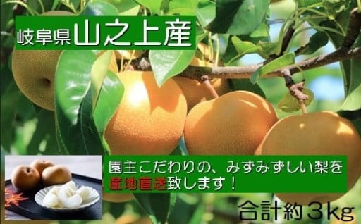 【先行受付】【数量限定】精華園のこだわり梨（約3kg）品種はおまかせ