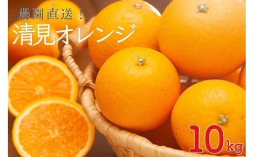 訳あり 清見オレンジ10kg【和歌山の清見オレンジ】