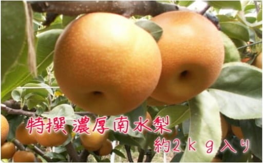 有田の 樹上 成熟 梨 農家直送 南水 梨 約2kg【先行予約】