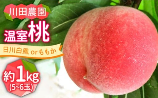 お楽しみ満載！温室桃 約1kg / 川田農園