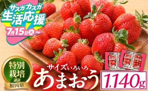 【期間限定】＜予約受付中！2025年12月中旬より順次発送予定＞＜不揃い＞あまおう