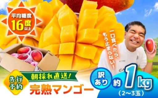 【2026年発送分 先行予約・訳あり】　菊池マンゴー約1kg（2〜3玉） 
