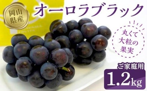 オーロラブラック1.2kg（ご家庭用）【数量限定200セット】