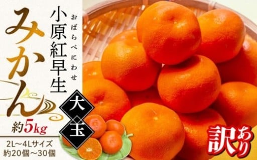 【11月下旬頃～発送】訳あり 小原紅早生みかん (大玉) 約5kg