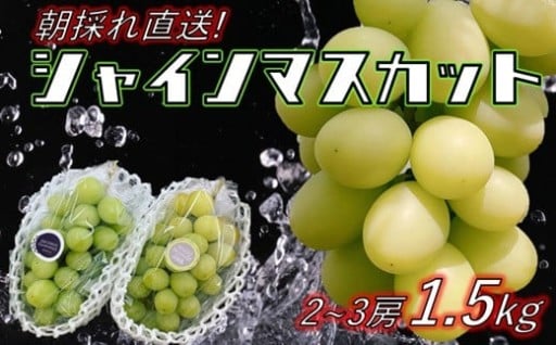 朝採れ直送のシャインマスカット！