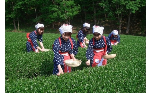 茶摘み娘衣装で秋の茶摘み体験をしてみませんか？
