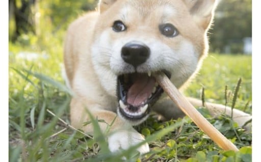 犬用 エゾシカ肉 ドッグフード わんdeereフルセット