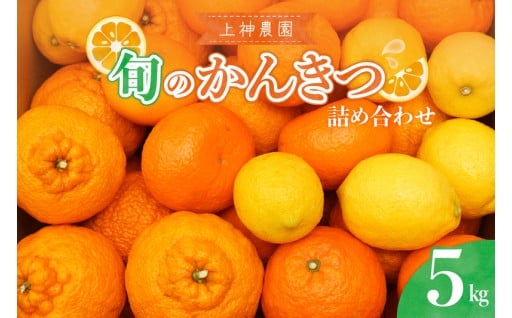 🍊🍋【2025年11月中旬～発送】上神農園 旬の柑橘詰め合わせ 約5kg
