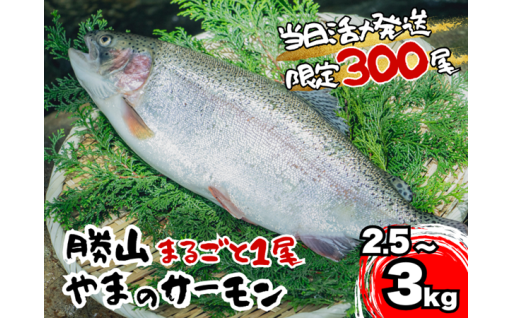 福井県勝山市 勝山 やまのサーモン 丸ごと１尾 2.5～3kg レビューキャンペーン