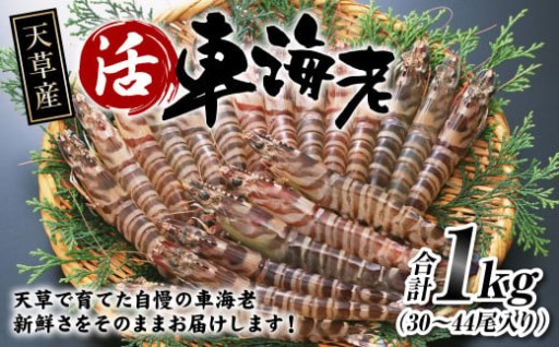 【配送指定日必須】天草産 活車海老 1000g（30～44尾入り）