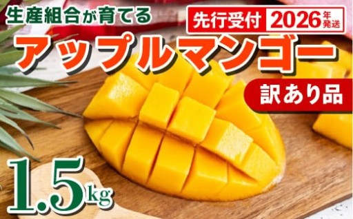 【先行受付】生産組合が育てる訳あり！アップルマンゴー約1.5kg【2026年発送】