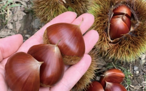 🌰 自然の恵みたっぷり！こだわりの山あい栗🌰