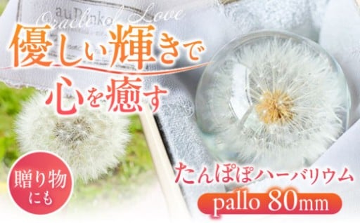 亀山の綿毛を手摘みで。癒しのハーバリウム