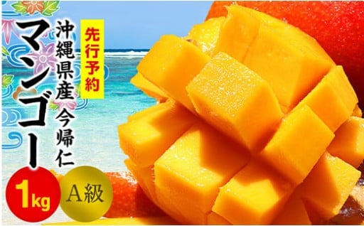 今帰仁マンゴーA級１kg以上【先行予約】