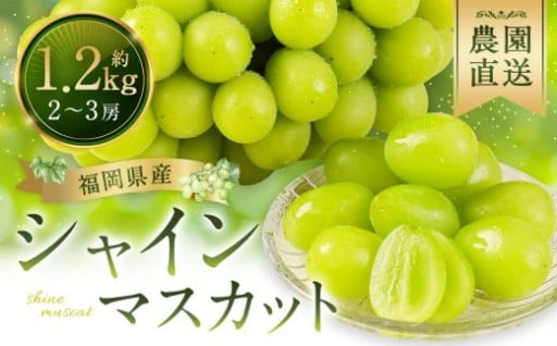 農園直送 ！ シャインマスカット 約1.2kg 2~3房